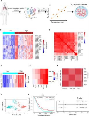 A comprehensive meta-analysis of tissue resident memory T cells and their roles in shaping immune microenvironment and patient prognosis in non-small cell lung cancer